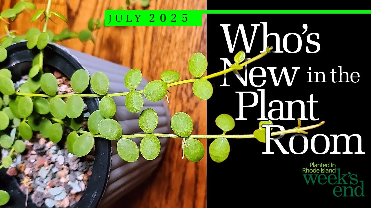 WHO'S NEW IN THE PLANT ROOM | Hoya serpens, Hoya oligantha, Dischidia oiantha, Hoya boycei, And More