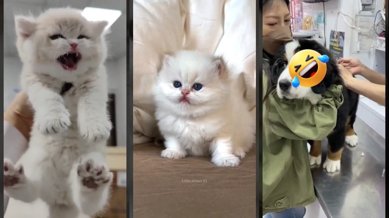 Cute Cats 🥰 New Funny Cats 2024 🐱 #worldofanimals #6072