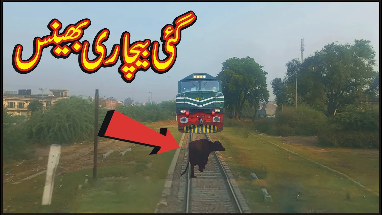 Live Buffalo Hit with the fastest train Near Gujranwala Pakistan Train vs Buffalo Live accident