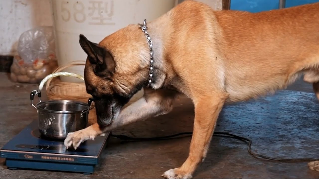 神犬巴图：它能照顾生病的女主人，还能帮主人买药，买菜，神犬。 #聪明旺豆豆 #金毛豆豆 #金毛 #金毛路虎 #我的乡村生活 #美食