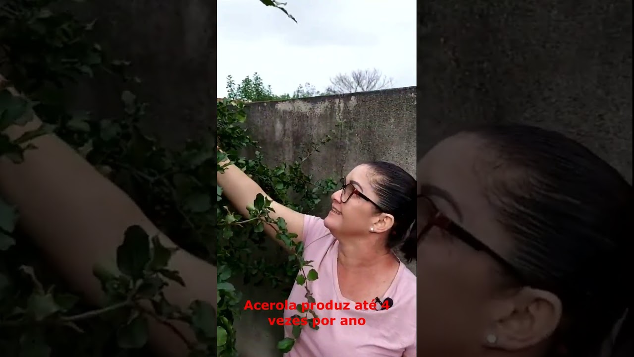 Colhendo  acerolas no quintal #acerola #sucosaudavel #frutassaud&aacute;veis