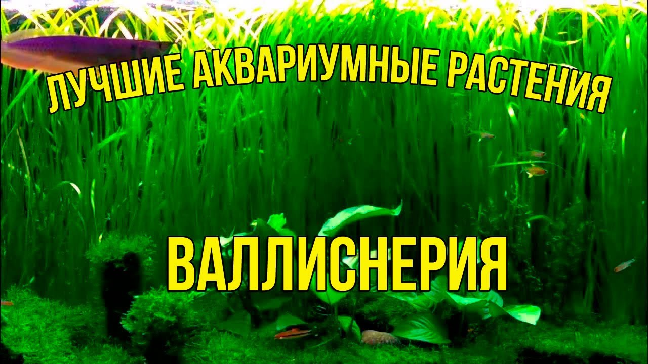 5 минут — и Ваша ВАЛЛИСНЕРИЯ Растёт как Сумасшедшая!