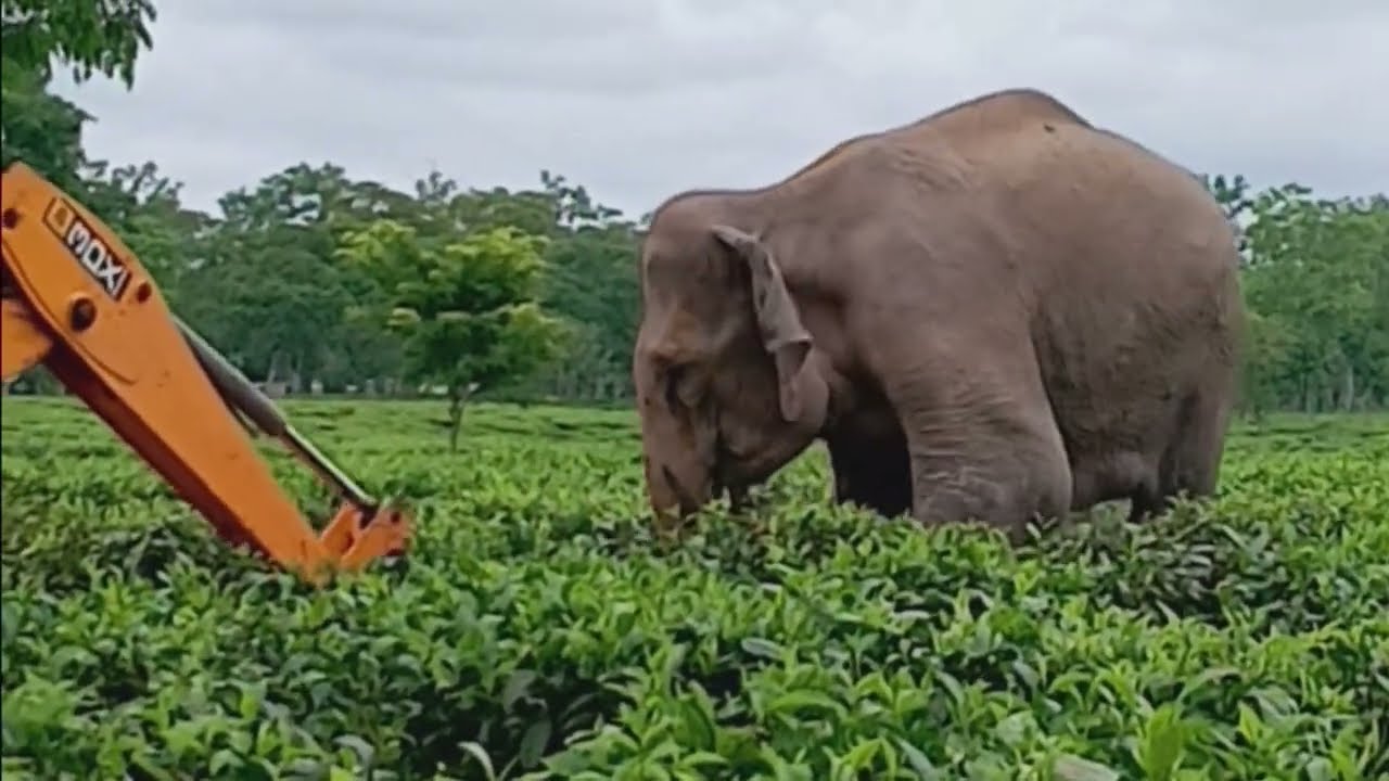 Elephant vs JCB Attack /Wild Elephant Rescue JCB.🤭JCB vs Elephant ☠️ | Wildlife Rescue Operation: 