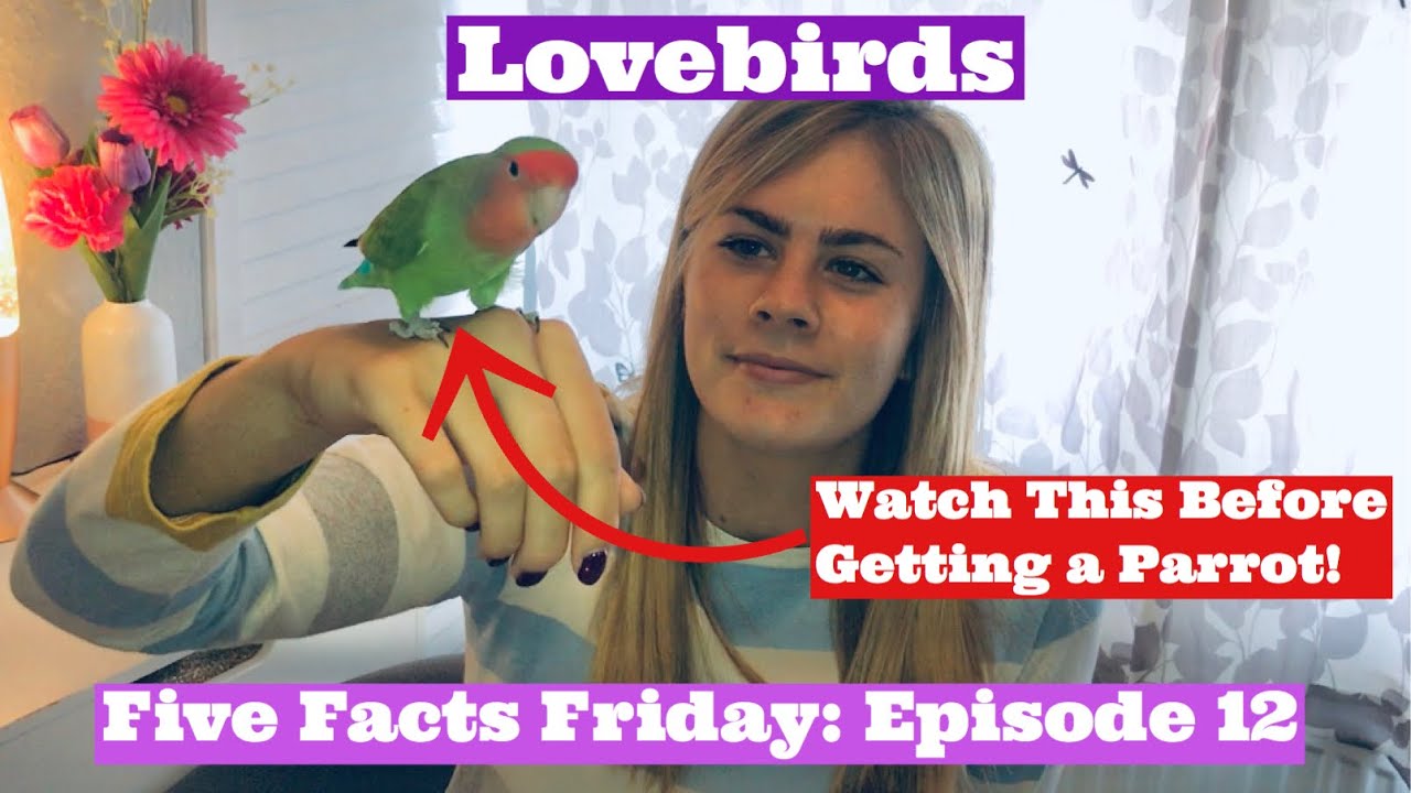 5 FACTS FRIDAY: 5 Things YOU Should Know BEFORE Getting a LOVEBIRD PARROT, Keeping Pet Lovebirds