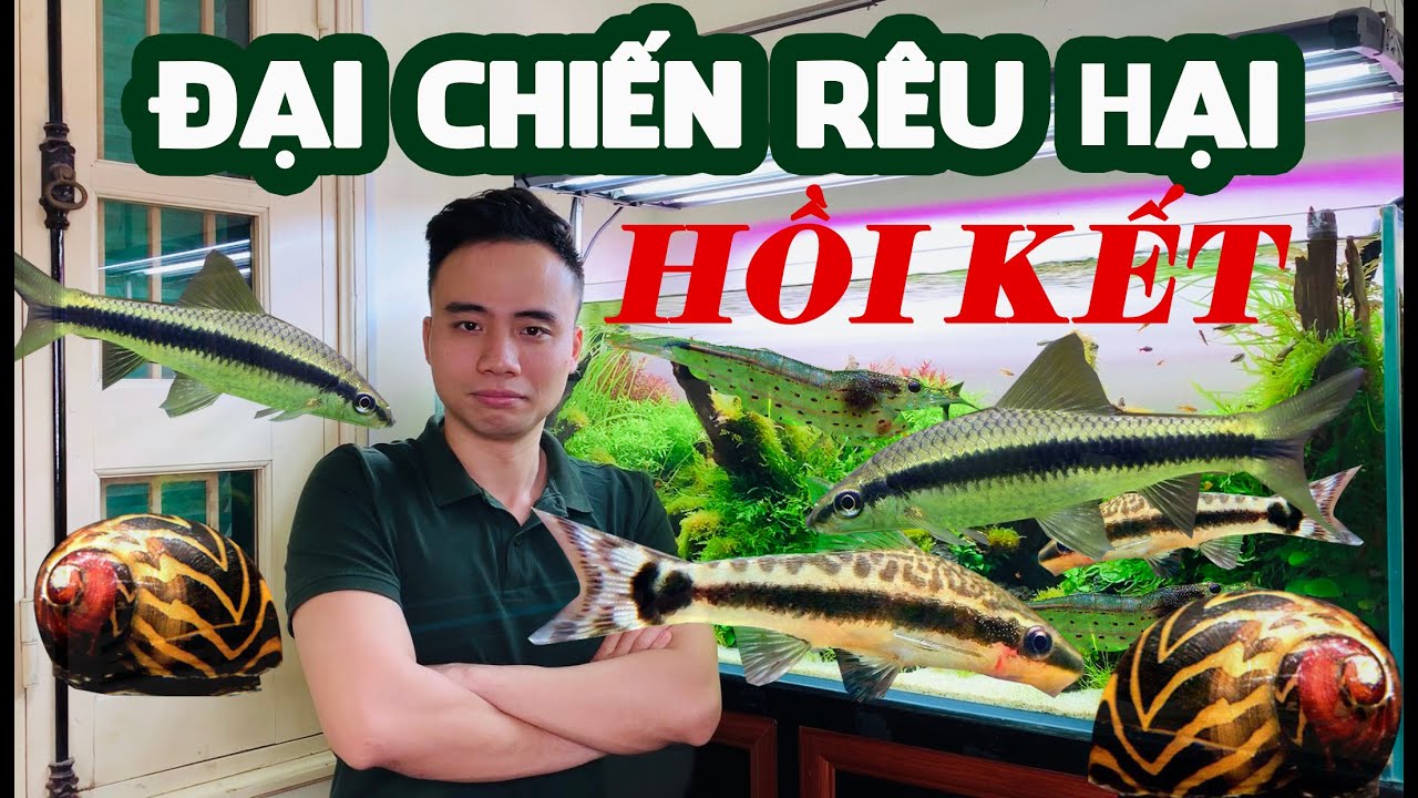 [Vlog Thuỷ sinh] Đại chiến rêu hại - Hồi kết #Greenhappiness