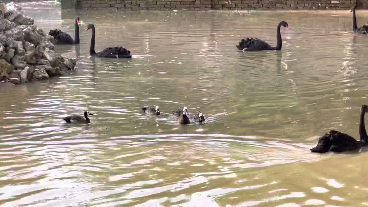 Black swans v/s white face whistling ducks at Kirmani Breeding farm
