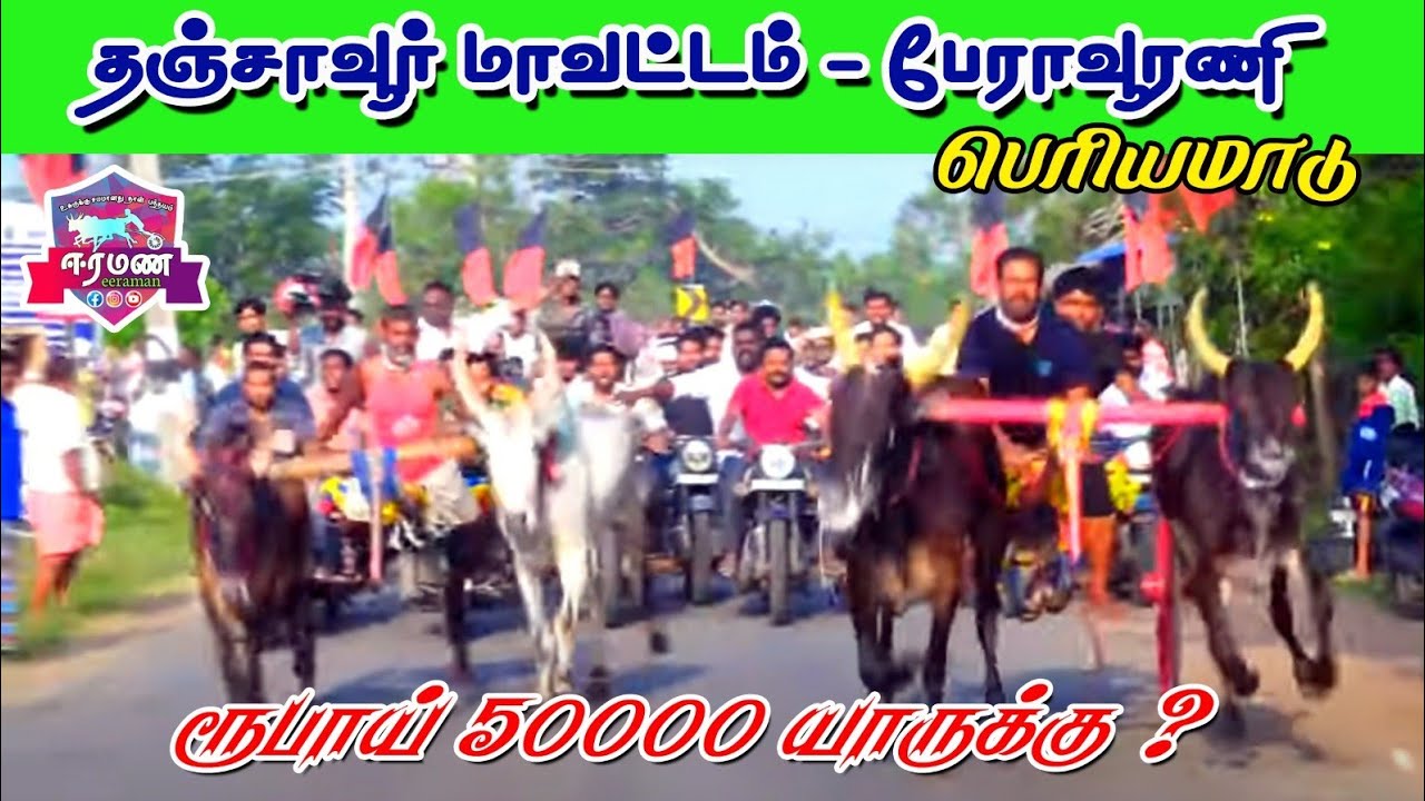 ⭕LIVE (நேரலை) | தஞ்சாவூர் மாவட்டம் | பேராவூரணி | பெரிய மாடு பந்தயம்