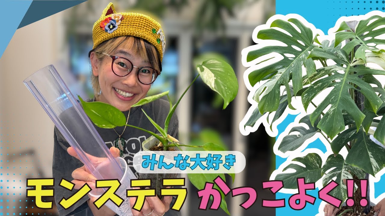 花森さん皆んな大好き🙂‍↕️💕モンステラを植え替えていくよ💓