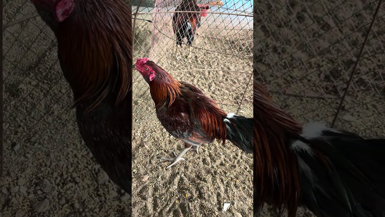 ไก่หนุ่มขึ้นฝูงแววดีหลายตัว