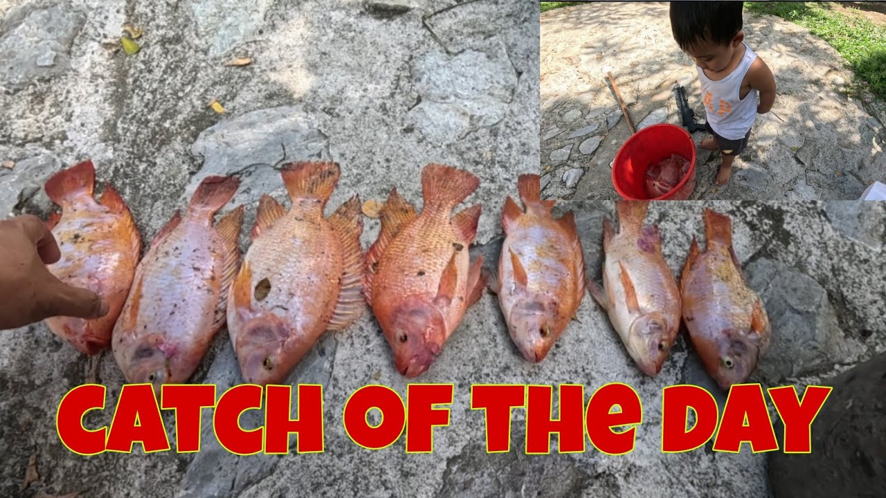 Namingwit ulit ako ng red tilapia | May malalaki na talaga