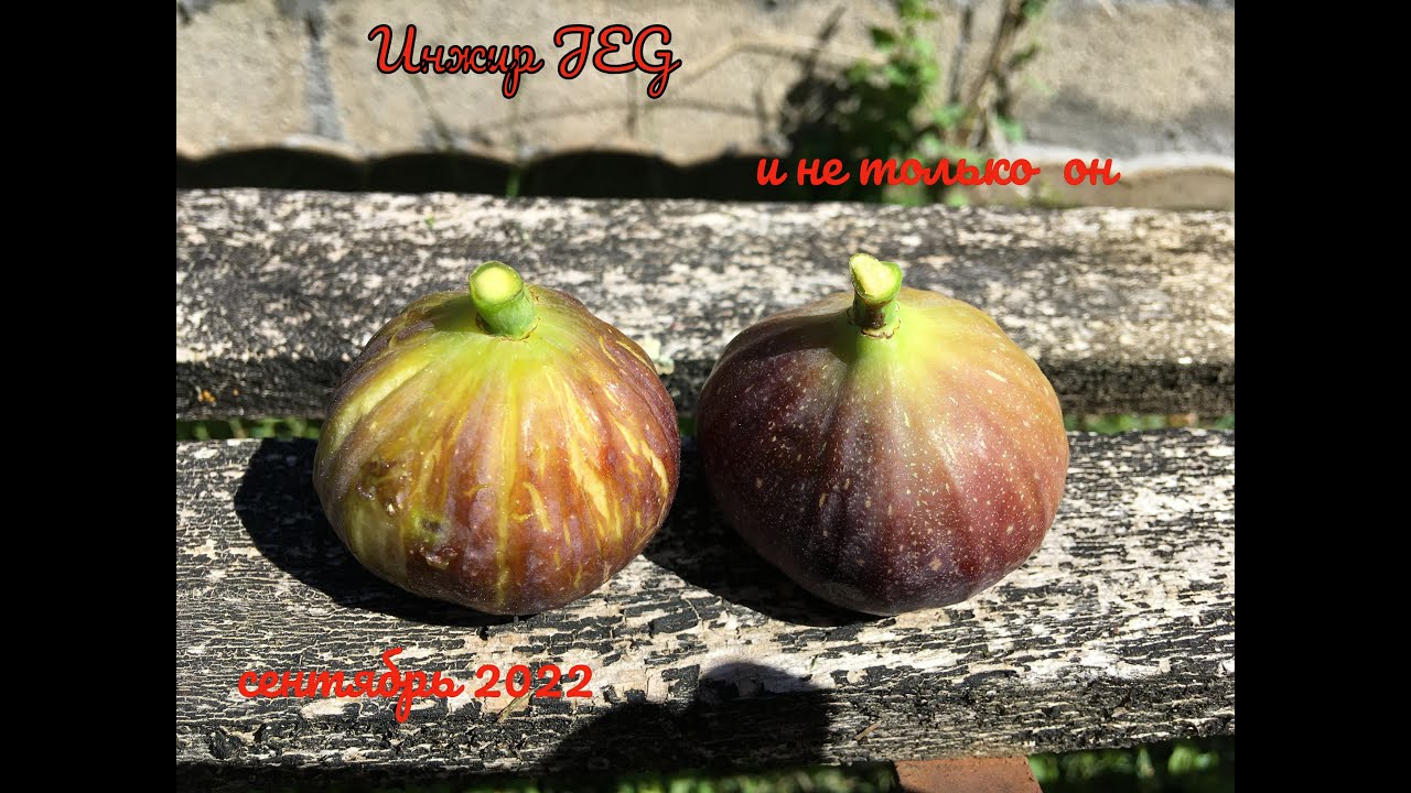 Figs. Инжир. Про сорта Black Jack, JEG, Noire de Caromb, Violette de Sollies, Saint Trani ( F.L)