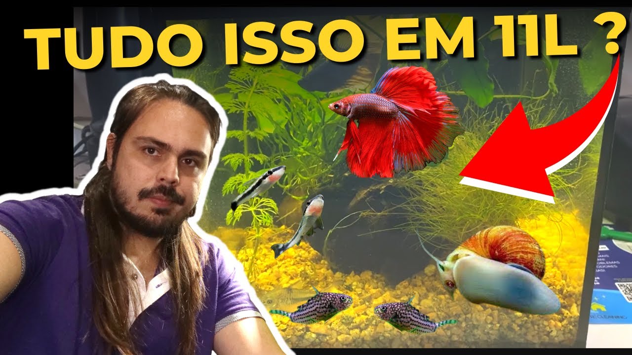 🔴AQUÁRIO DE 11 LITROS COM BETTA, CORYDORAS, OTOCINCLUS E AMPULÁRIA DO INSCRITO ODEIR |Mr. Betta|