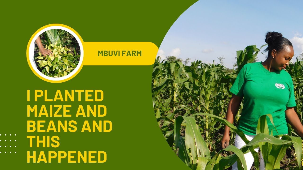 The Benefits of Mixed Crop Farming: Maize and Beans