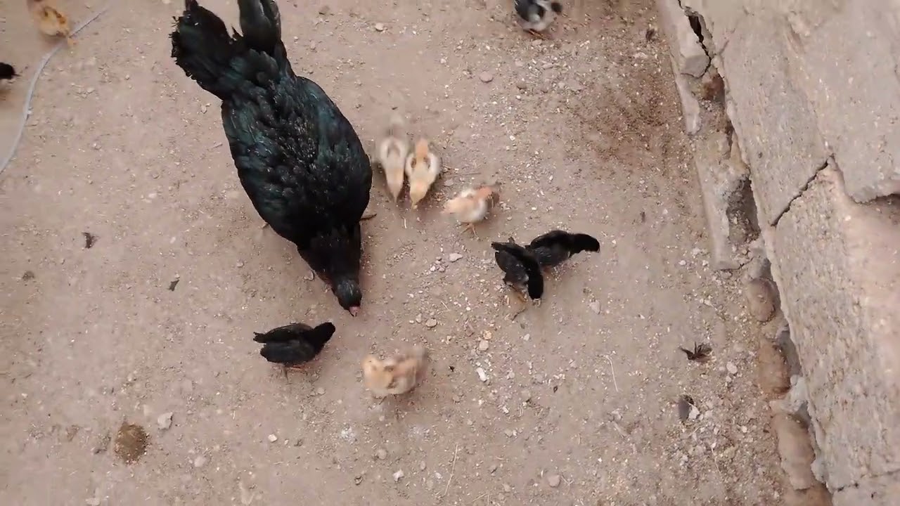 طلعت الدجاجه هيه وكتاكيتهه،