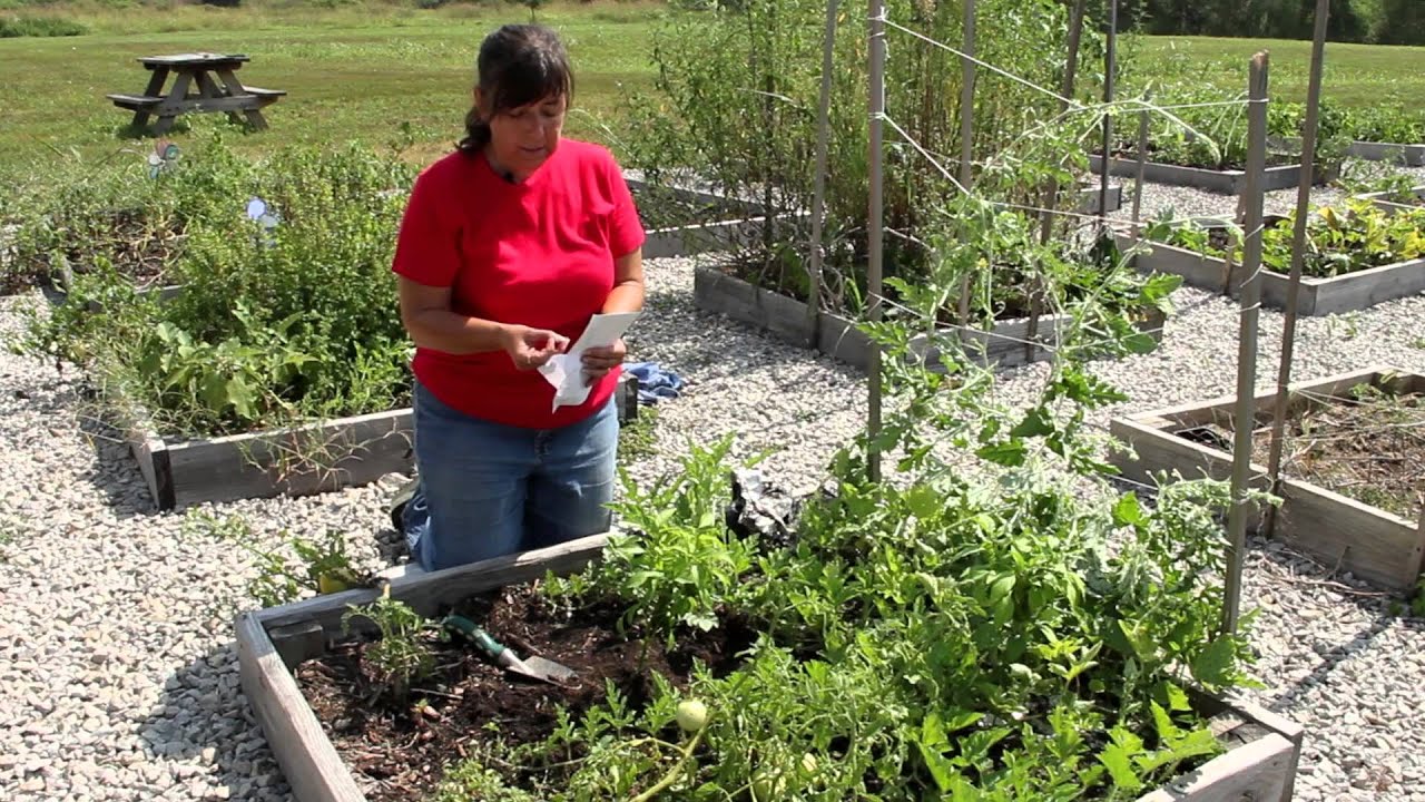 How to Plant Peppers & Melons : Growing Melons