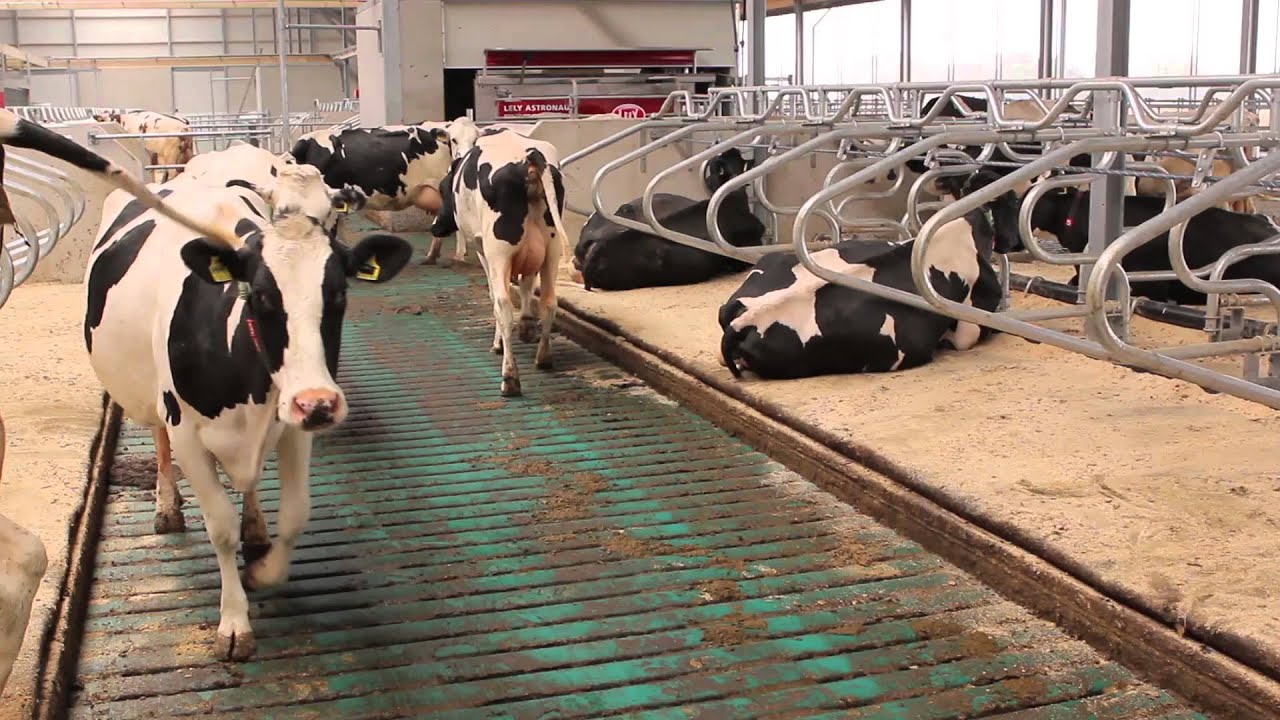 Bouwbedrijf Cox - Duurzame rundveestal Familie Rietjens - Ospel