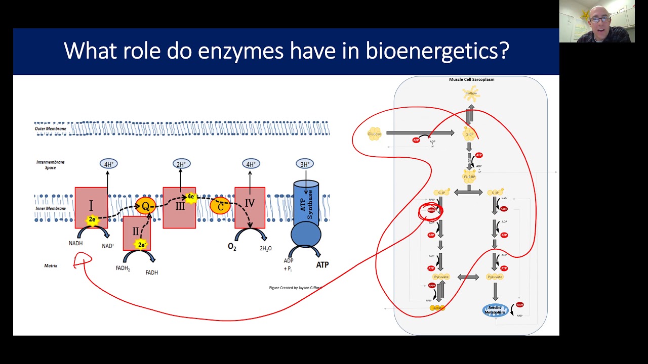 Bioenergetics and Enzymes