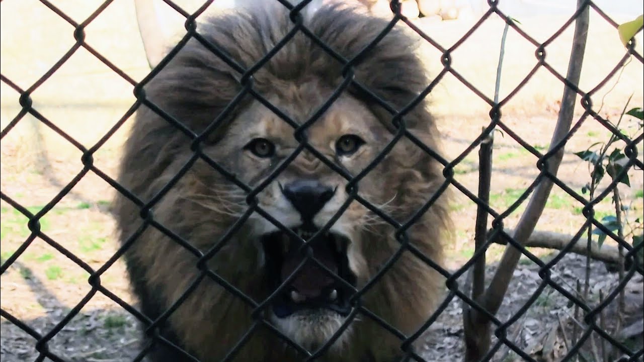 徳島動物園　レオの威嚇　1月22日