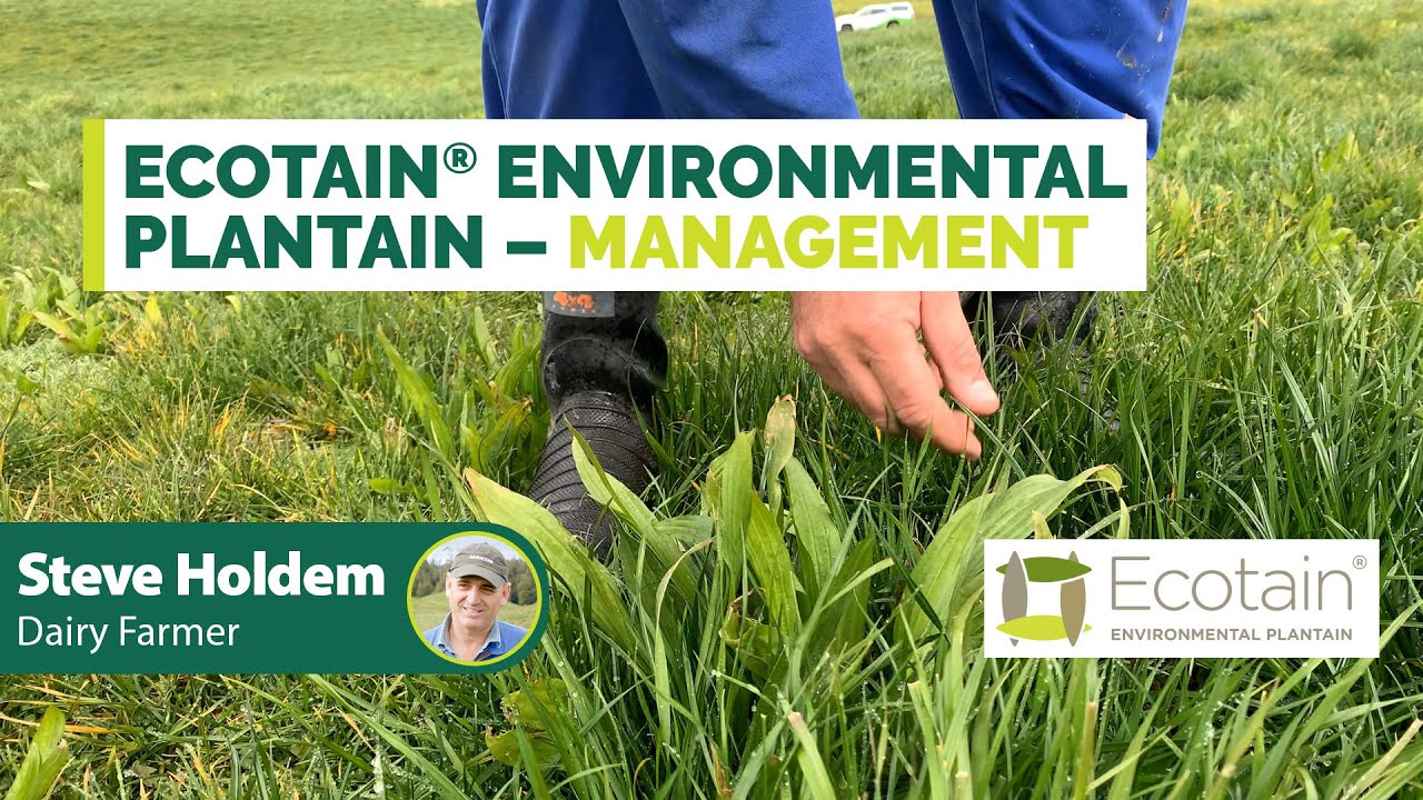 Managing Ecotain® environmental plantain - tips from dairy farmer Steve Holdem | Agricom NZ