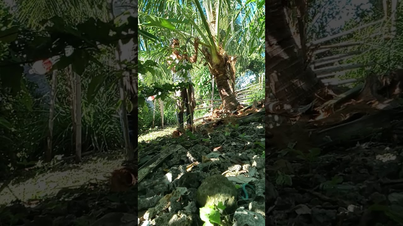 praktis mananggot