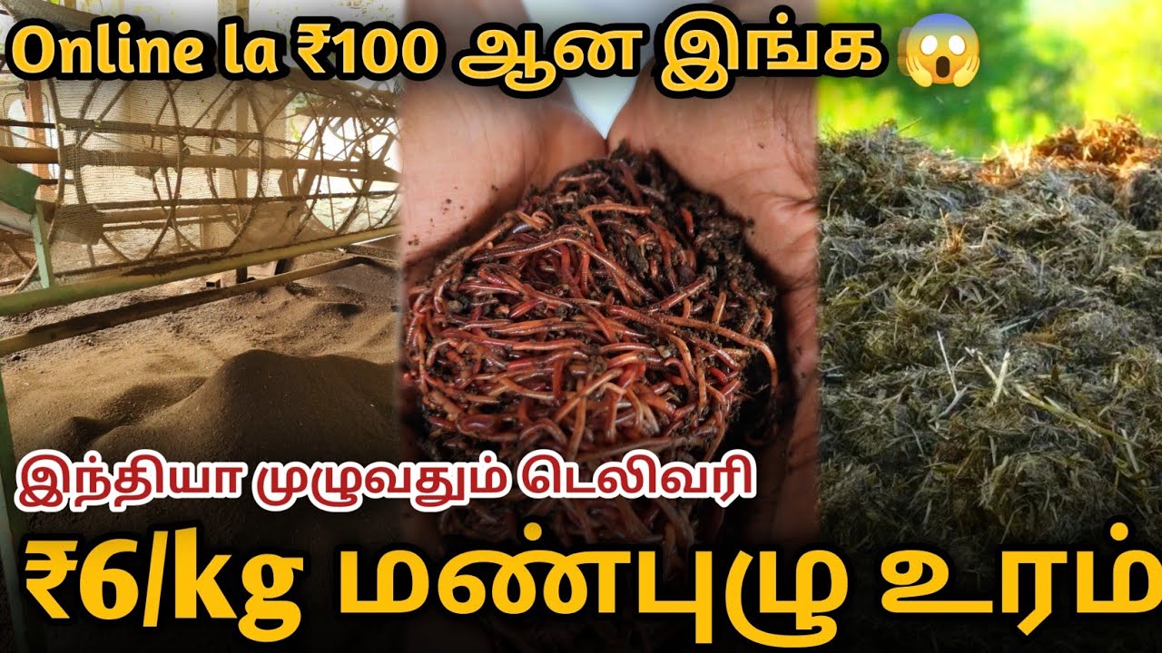 🌱 மண்புழு உரம் தயாரிப்பது  இவ்வளவு சுலபமா 😃🪱 || How to make Vermicompost 🌱