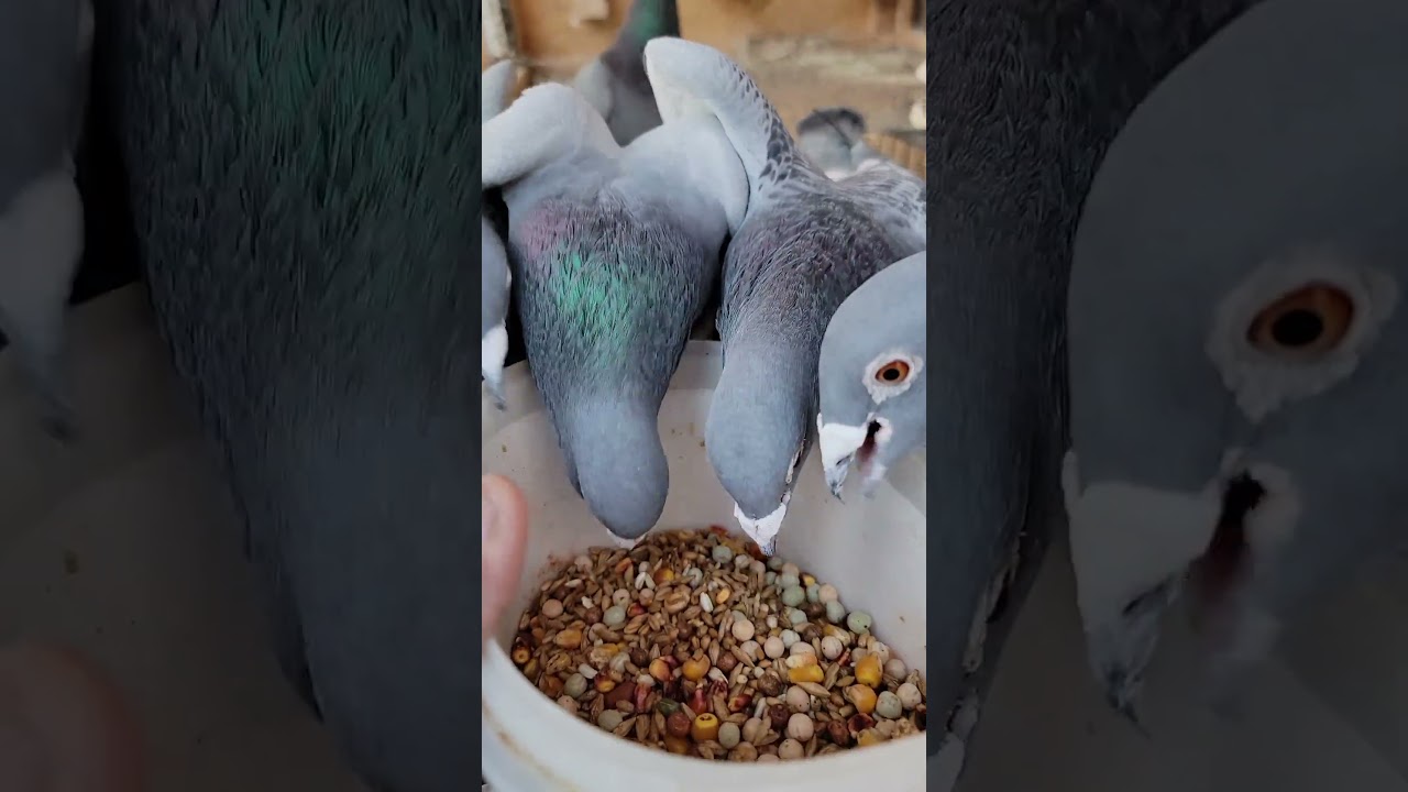 Friendly Racing Homer | Racing Pigeon | Homer | Kabutar