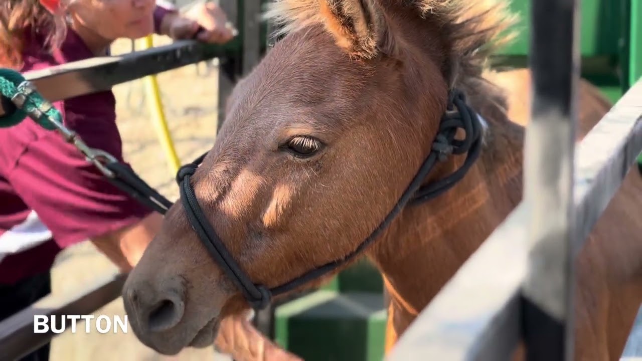 17 Mule Vet Day