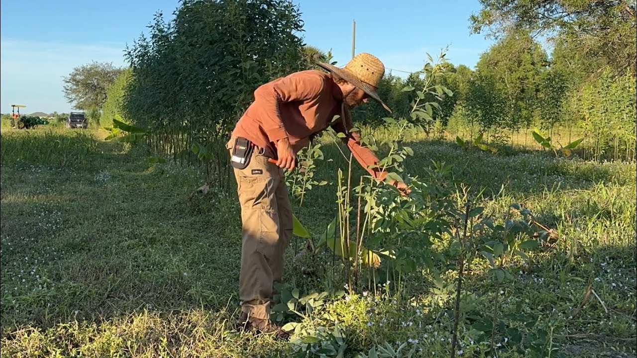 First major pigeon pea pruning!