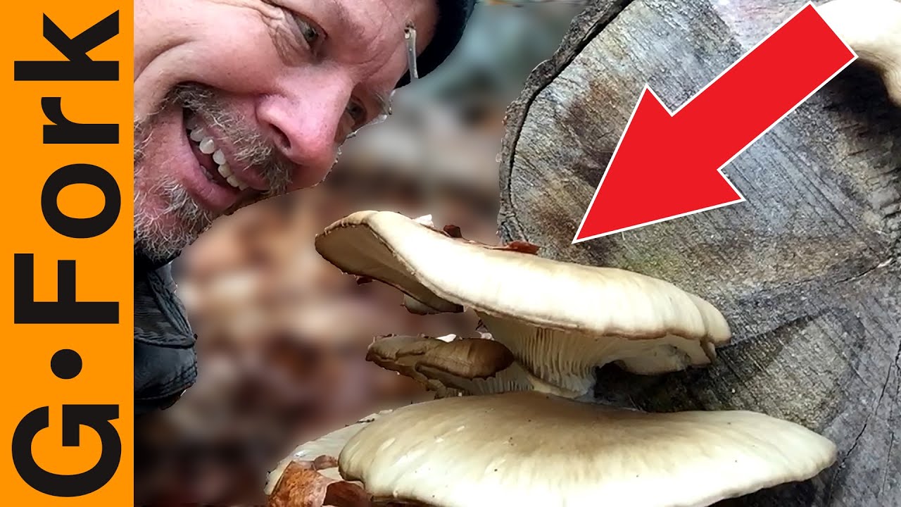Can I Eat This Mushroom? Mushroom Identification