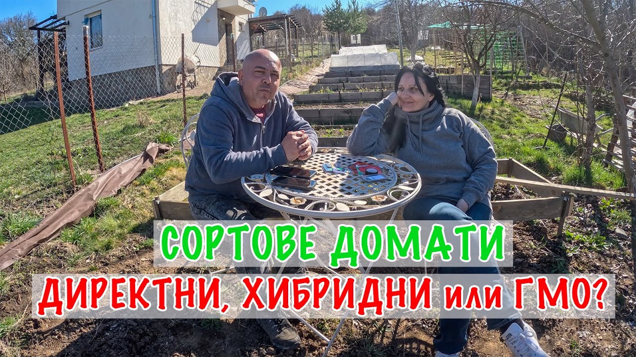 ТОМАТЫ - разница между прямыми, гибридными и генетически модифицированными сортами.