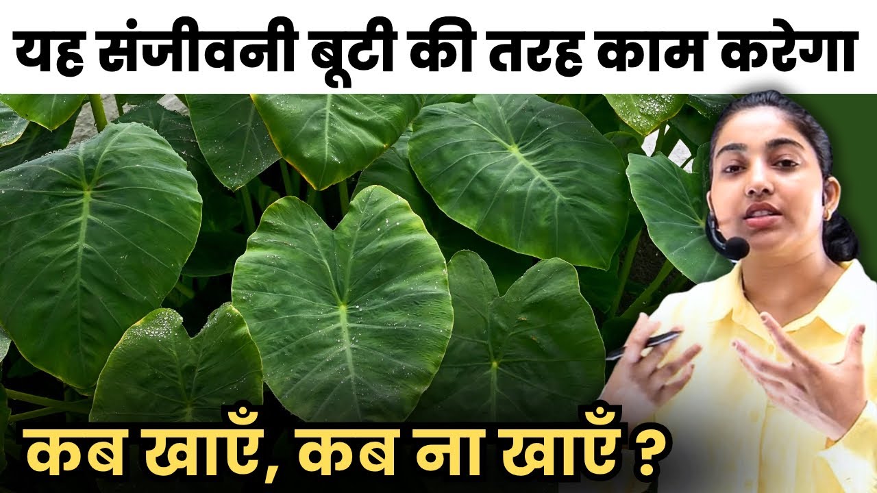 यह पत्ता संजीवनी बूटी की तरह काम करेगा 😳|कब खायें कब ना खायें|Taro Leaves Health Benefits|