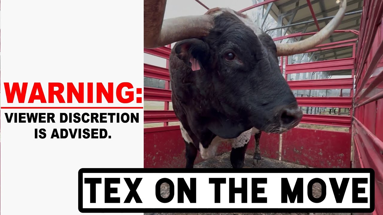 Warning: Accidental LANGUAGE Moving Longhorn and Chuck Gets A Bump