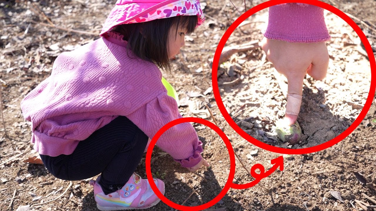 春の苦味に悶絶💦ふきのとう大量収穫→天ぷらにして食べるまで【大人の味】　Japanese butterbur scape