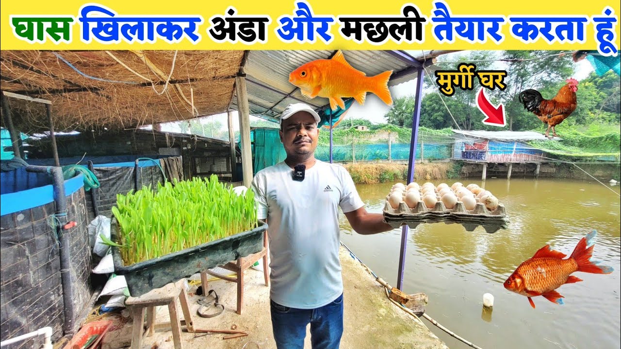 छोटे से जमीन में मछली पालन + मुर्गी पालन करके लाखों कमाता हूँ | Desi poultry farming + Fish farming