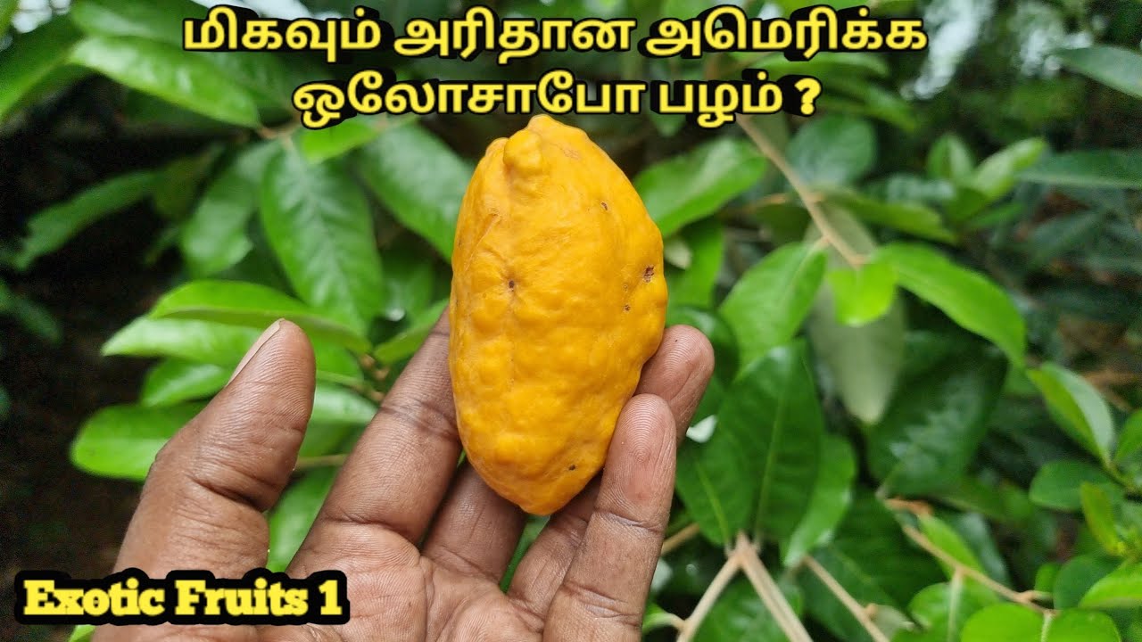 மிகவும் அரிதான அமெரிக்க ஒலோசாபோ பழம் பற்றி அறிவோம் #Olosapo Fruit(Couepia polyandra ) Explain Tamil