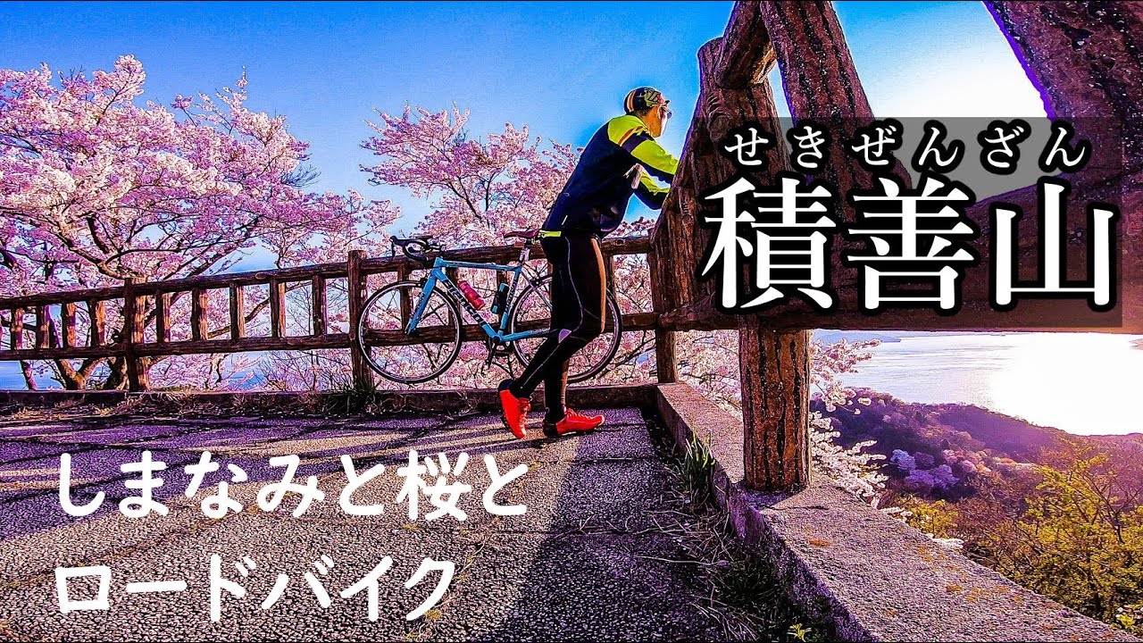 【2020/4/5】3000本桜で有名な愛媛の桜名所にロードバイクで行ってみた！in【積善山】