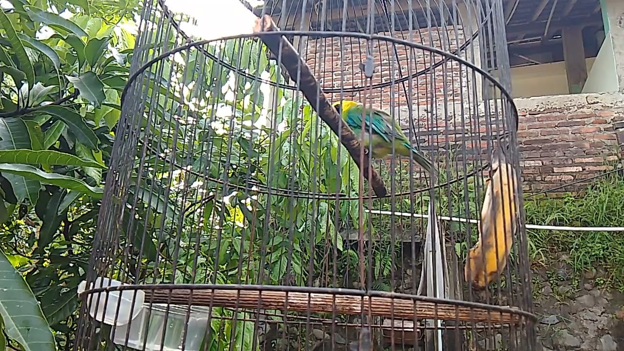pancingan jitu baut cucak ranting yg males bunyi
