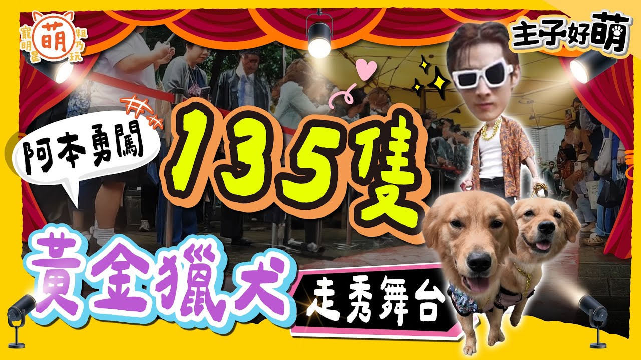 阿本 正式回歸！勇闖135隻黃金獵犬走秀舞台！台味穿搭 狗狗超愛？【 主子好萌 】 萌寵明星粗乃玩 @haveapetday​