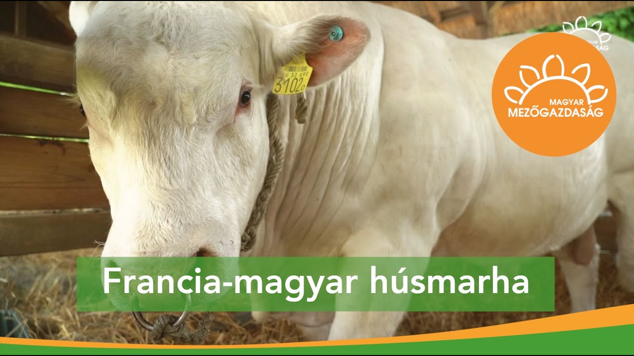Magyar charolais, ideális charolais - showbírálat után | MMG