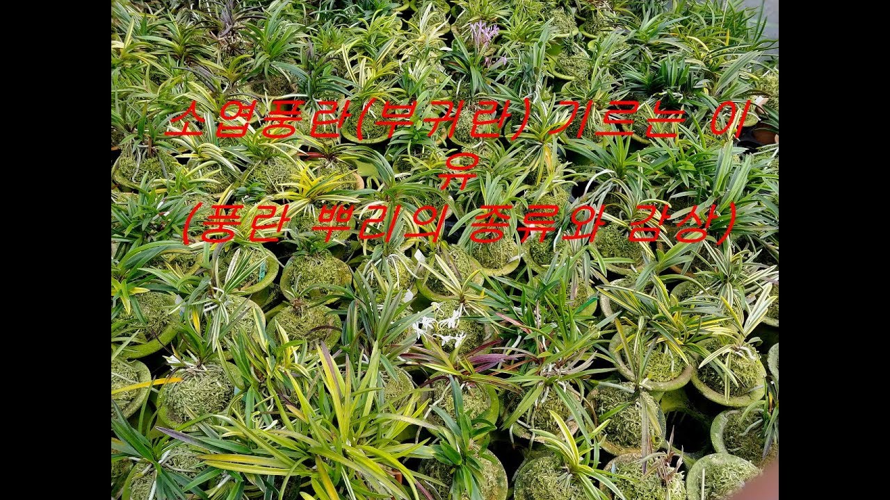 소엽풍란(부귀란) 기르는 이유 (뿌리 감상편)(부귀란,富貴蘭, Fukiran, 풍란, 風蘭, Vanda falcata,orchid)
