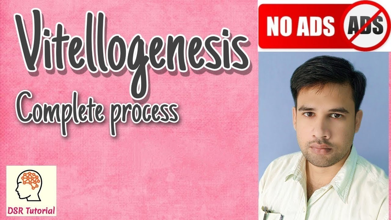 Vitellogenesis process