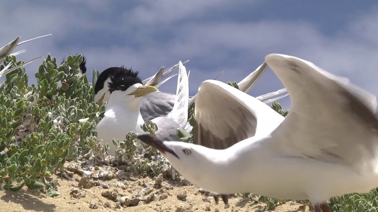 Brave Terns fend off marauding Gulls at their rookery