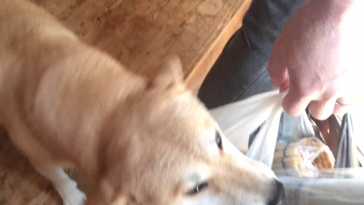 熱烈歓迎度別のお出迎え largely welcomed