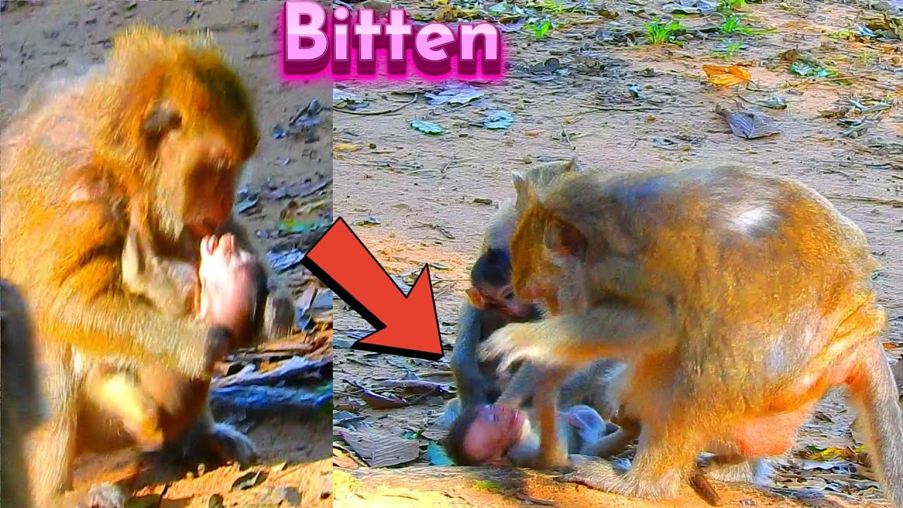 Really Bitten Seriously Almost D_ied To Reject Milk...! Primate Kh