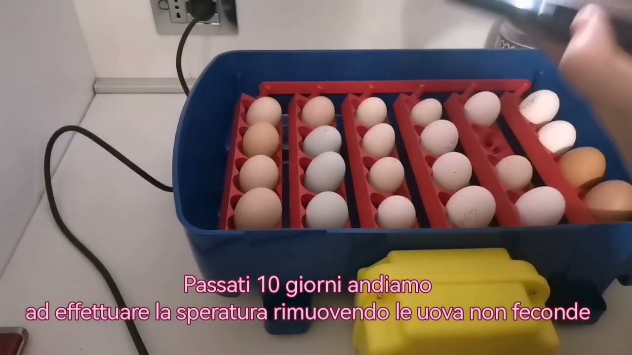 Incubiamo per la prima volta uova nella Borotto Real 24 tutorial