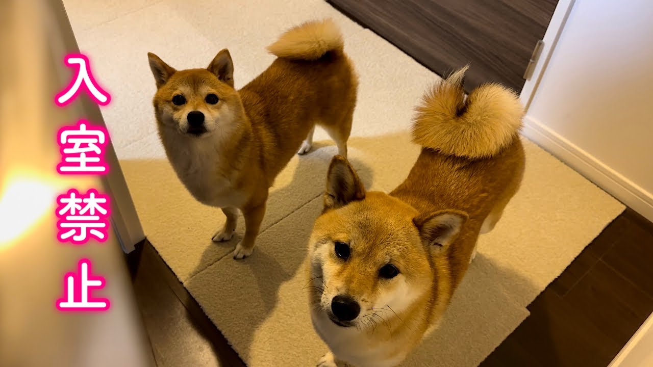 夜中に事件発生で寝室に入室禁止令が出されて戸惑う柴犬