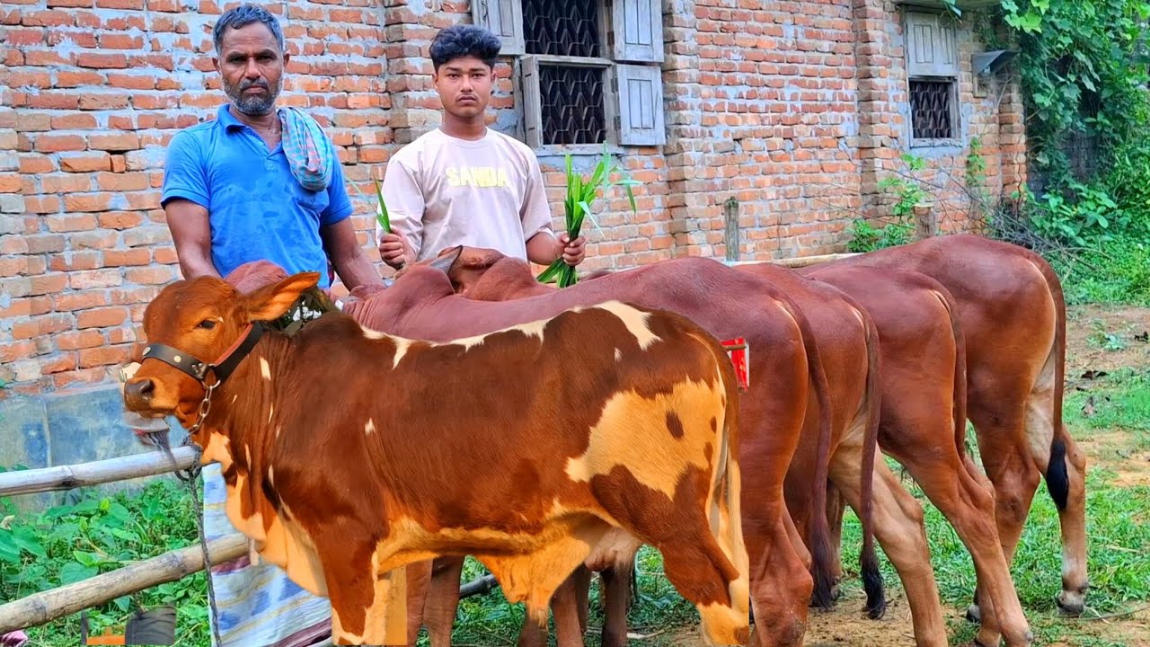 ১ মার্চ 2026| টপ কোয়ালিটির শাহীওয়াল জাতের ষাঁড় বাছুর গরুর প্যাকেজ | বিরামপুর থেকে দিনাজপুর 