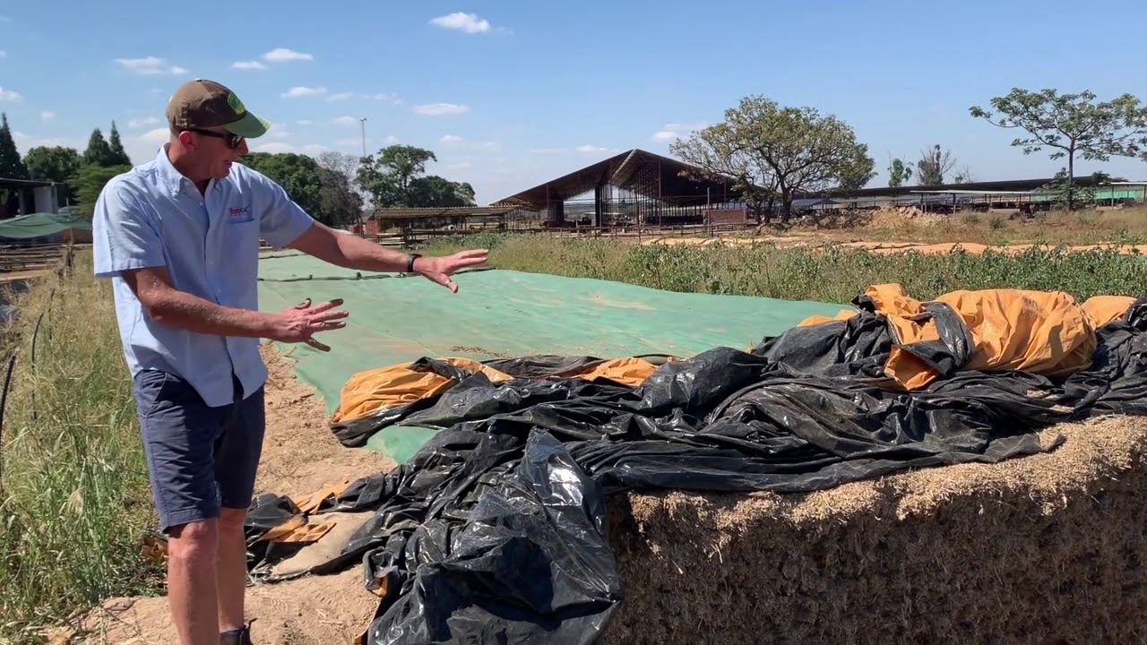 Managing and Feeding out of Silage Pits