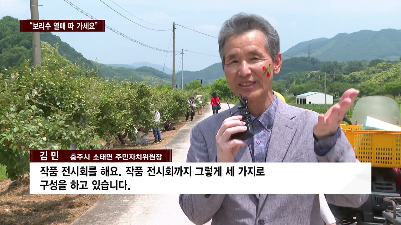 [CCS종합뉴스]“보리수 열매 따 가세요”…충주 소태면 ‘북적’