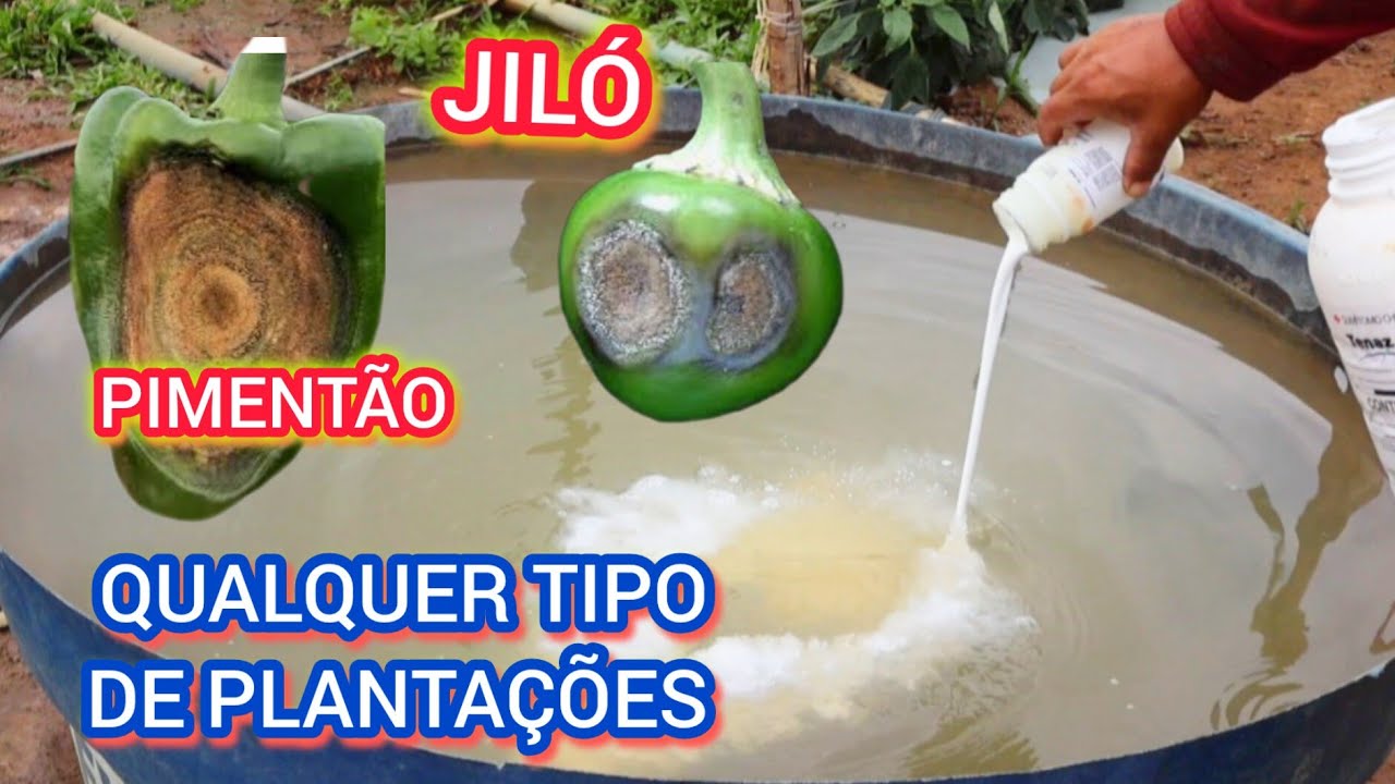 [NUNCA MAIS] você vai ter Antracnose e nem oídio  na  sua  plantações👋